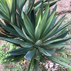 君が代蘭　植物　1mほど　ユッカ　グロリオサの画像