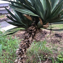 君が代蘭　植物　1mほど　ユッカ　グロリオサの画像
