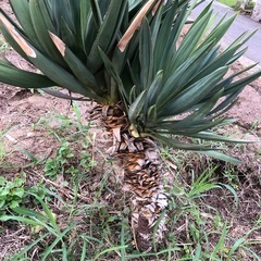 君が代蘭　植物　1mほど　ユッカ　グロリオサの画像