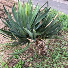 君が代蘭　植物　1mほど　ユッカ　グロリオサの画像