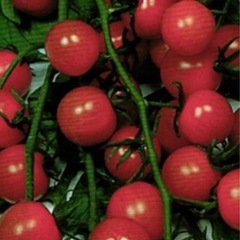 野菜の種の画像
