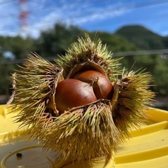 生栗 500g 400円(もうすぐ終了)の画像