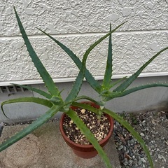 木立アロエの画像
