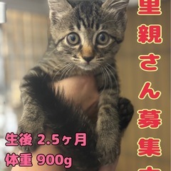 タレ目ちゃん