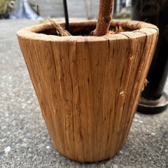 鉢植えの画像