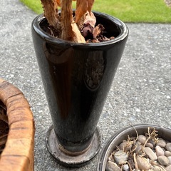 鉢植えの画像