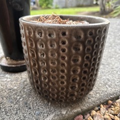 鉢植えの画像