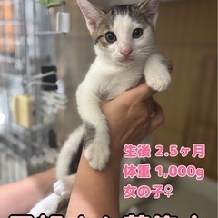 ツンデレな女の子