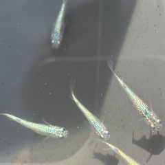 ネプチューンメダカ　10匹の画像