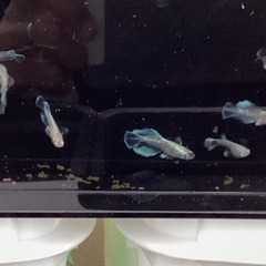 驚安❗️メダカ　グラディオ　若魚、幼魚　画像全ての画像