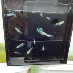 驚安❗️メダカ　グラディオ　若魚、幼魚　画像全ての画像