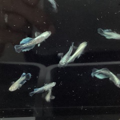 驚安❗️メダカ　グラディオ　若魚、幼魚　画像全ての画像