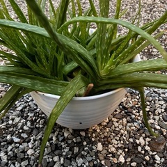 アロエベラ鉢植えの画像
