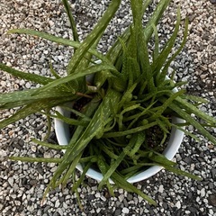 アロエベラ鉢植えの画像