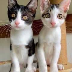 石垣島から上京家族探し💛生後3ヶ月ベタ慣れ兄妹