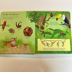 洋書 First Picture Animals Usborneの画像
