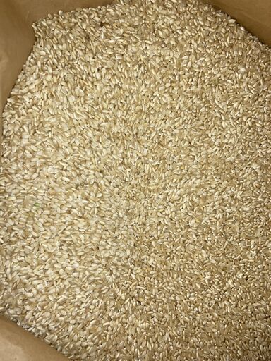 ⑪番専用　新米販売受付（新規受付は終了しております）