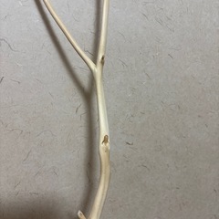 飾りの木の画像