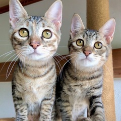 石垣島から上京家族探し💛生後4ヶ月ゴロスリ兄妹