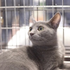 3か月子猫　ロシアンブルーのようなグレー