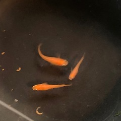 紅帝 めだかの画像