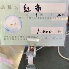 紅帝 めだかの画像