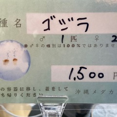 ゴジラ　めだかの画像