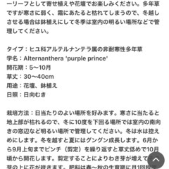 アルテルナンテラ　パープルプリンスの画像
