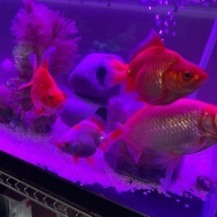 水槽用蛍光灯　新品同然の画像