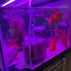 水槽用蛍光灯　新品同然の画像