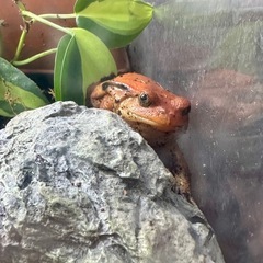 アカトマトガエル　CB個体　1匹の画像