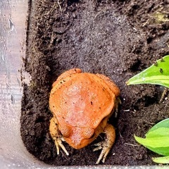 アカトマトガエル　CB個体　1匹の画像
