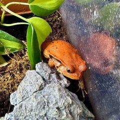 アカトマトガエル　CB個体　1匹の画像