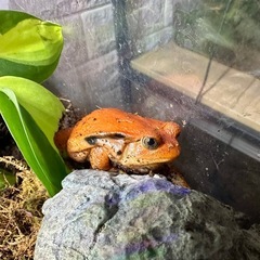 アカトマトガエル　CB個体　1匹の画像