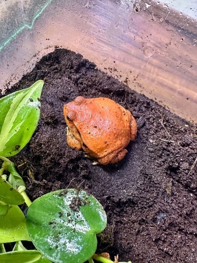 アカトマトガエル　CB個体　1匹