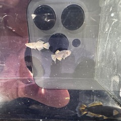 種親メダカ　めだか販売の画像
