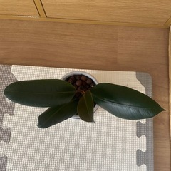 
観葉植物の画像