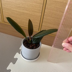 
観葉植物の画像