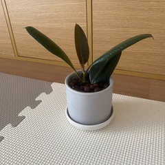 
観葉植物の画像