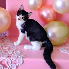 10月12日(日)🩷三鷹で猫の譲渡会🩷 ハチワレの男の子 生後4...