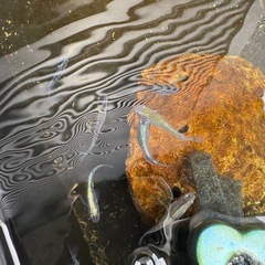 めだか　ラメ　ミックス　5匹　②の画像