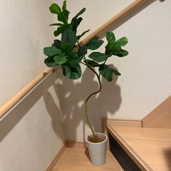 フェイクグリーン 観葉植物の画像