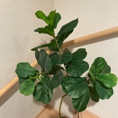 フェイクグリーン 観葉植物の画像