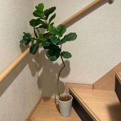 フェイクグリーン 観葉植物の画像