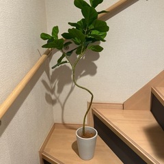 フェイクグリーン 観葉植物の画像