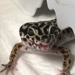 レオパ 里親募集