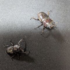 ツシマヒラタクワガタ　メスのみの画像