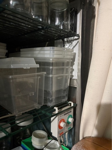 【引取り限定】昆虫飼育セット一式
