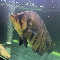ダトニオ プラスワン　40cmの画像