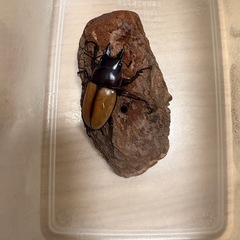 ラフェルトノコギリクワガタの画像